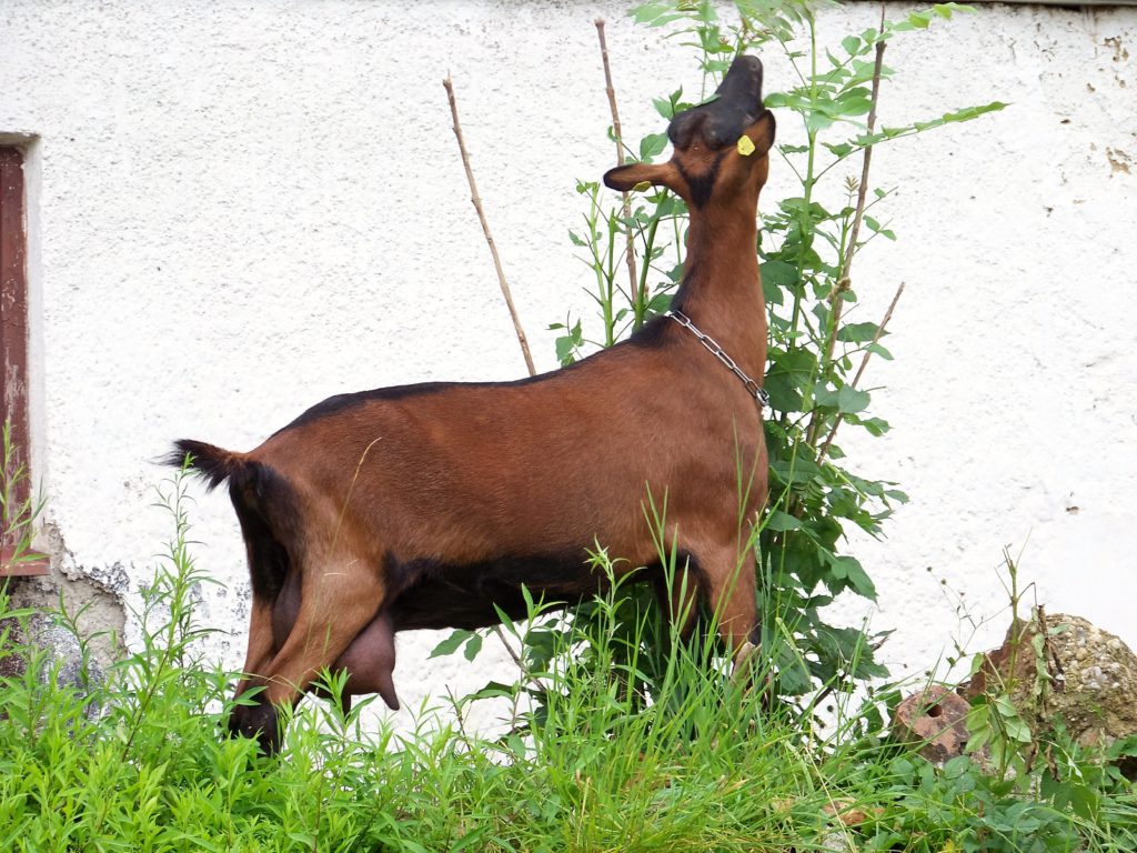 Die Ziege – Ziegenzucht Rottal-Inn